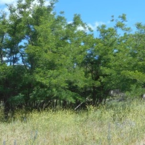 Robinia pseudoacacia at Rendezvous Creek, ACT - 12 Dec 2020