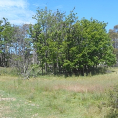 Robinia pseudoacacia (Black Locust) at Mount Clear, ACT - 18 Dec 2020 by JBrickhill