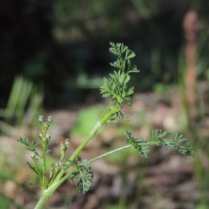 Daucus glochidiatus at Conder, ACT - 3 Nov 2020 06:23 PM