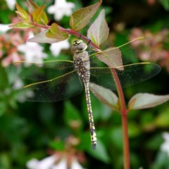 Anax papuensis (Australian Emperor) at Page, ACT - 20 Dec 2020 by dimageau