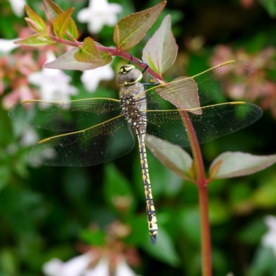 Anax papuensis (Australian Emperor) at Page, ACT - 21 Dec 2020 by DonTaylor