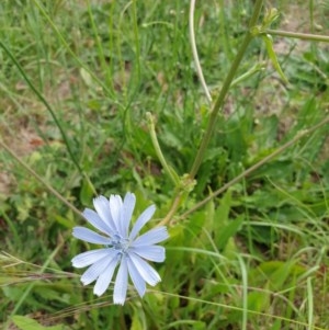 Cichorium intybus at Goulburn, NSW - 20 Dec 2020