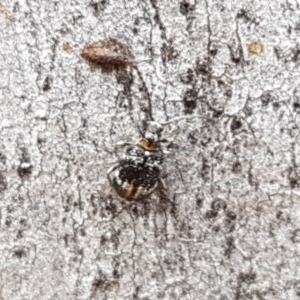 Ptinus sp. (genus) at Crace, ACT - 21 Dec 2020 11:28 AM