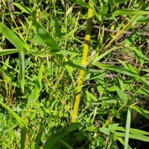 Phyllostachys aurea at Goulburn, NSW - 20 Dec 2020