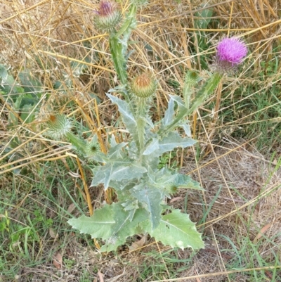 Onopordum acanthium (Scotch Thistle) at Goulburn, NSW - 20 Dec 2020 by Rixon