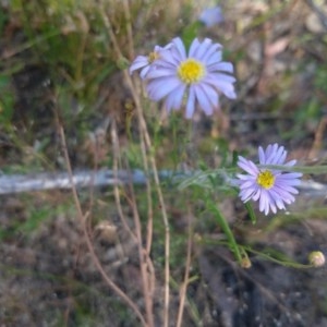 Brachyscome sp. at Greenleigh, NSW - 20 Dec 2020