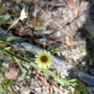 Tolpis barbata at Greenleigh, NSW - 20 Dec 2020