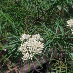 Cassinia longifolia at Greenleigh, NSW - 20 Dec 2020