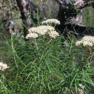 Cassinia longifolia at Greenleigh, NSW - 20 Dec 2020