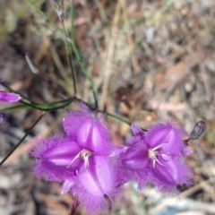 Thysanotus tuberosus subsp. tuberosus (Common Fringe-lily) at Greenleigh, NSW - 20 Dec 2020 by LyndalT