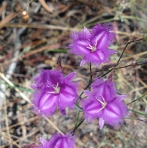 Thysanotus tuberosus subsp. tuberosus at Greenleigh, NSW - 20 Dec 2020