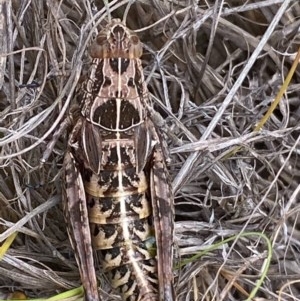 Perunga ochracea at Greenway, ACT - 21 Dec 2020 12:50 PM