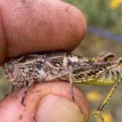 Perunga ochracea at Greenway, ACT - 21 Dec 2020