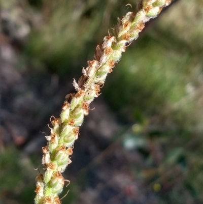 Plantago varia (Native Plaintain) at Greenleigh, NSW - 22 Dec 2020 by LyndalT