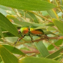 Lamprima aurata (Golden stag beetle) at Fyshwick, ACT - 21 Dec 2020 by Rixon