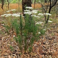 Cassinia longifolia (Shiny Cassinia, Cauliflower Bush) at Crooked Corner, NSW - 17 Dec 2020 by Milly