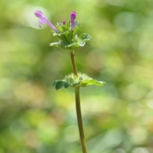 Lamium amplexicaule at Wamboin, NSW - 17 Oct 2020