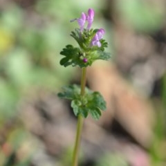 Lamium amplexicaule at Wamboin, NSW - 17 Oct 2020