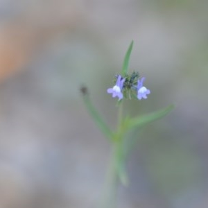 Linaria arvensis at Wamboin, NSW - 17 Oct 2020