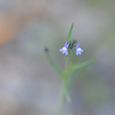 Linaria arvensis (Corn Toadflax) at Wamboin, NSW - 17 Oct 2020 by natureguy