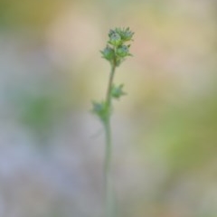 Linaria arvensis at Wamboin, NSW - 17 Oct 2020