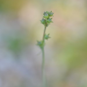 Linaria arvensis at Wamboin, NSW - 17 Oct 2020