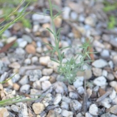 Linaria arvensis at Wamboin, NSW - 17 Oct 2020