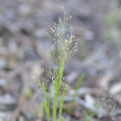 Aira elegantissima (Delicate Hairgrass) at Wamboin, NSW - 18 Oct 2020 by natureguy