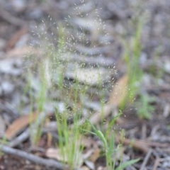 Aira elegantissima at Wamboin, NSW - 18 Oct 2020