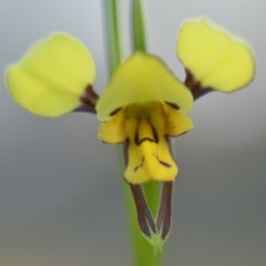 Diuris sulphurea (Tiger Orchid) at Wamboin, NSW - 18 Oct 2020 by natureguy