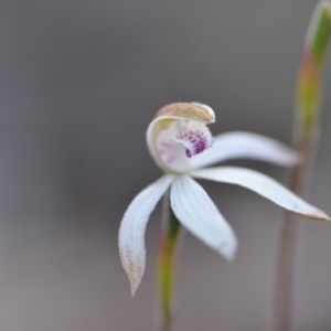 Caladenia moschata at Wamboin, NSW - suppressed