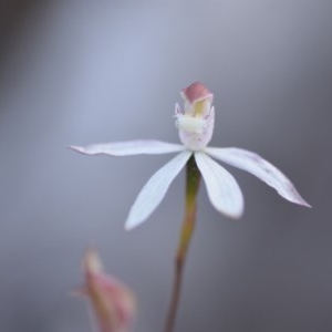 Caladenia moschata at Wamboin, NSW - suppressed