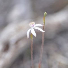 Caladenia moschata at Wamboin, NSW - suppressed