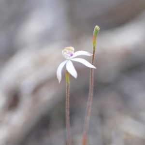 Caladenia moschata at Wamboin, NSW - suppressed