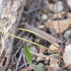 Caladenia moschata at Wamboin, NSW - suppressed