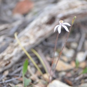 Caladenia moschata at Wamboin, NSW - suppressed