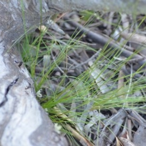 Poa sieberiana at Wamboin, NSW - 18 Oct 2020