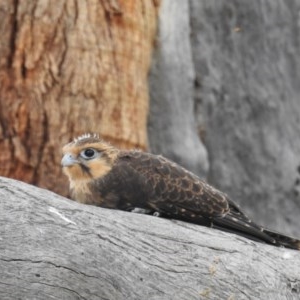 Falco berigora at Kambah, ACT - 21 Dec 2020