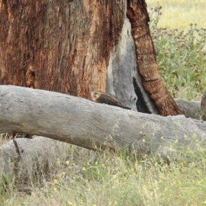 Falco berigora at Kambah, ACT - 21 Dec 2020 12:29 PM