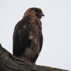 Falco berigora at Kambah, ACT - 21 Dec 2020 12:29 PM