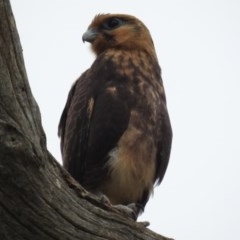 Falco berigora at Kambah, ACT - 21 Dec 2020 12:29 PM