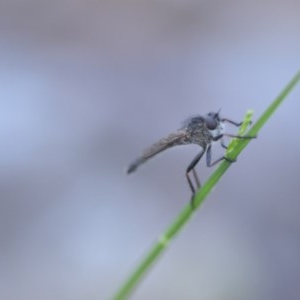 Cerdistus sp. (genus) at Wamboin, NSW - 18 Oct 2020