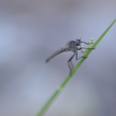 Cerdistus sp. (genus) at Wamboin, NSW - 18 Oct 2020