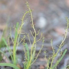 Lomandra filiformis subsp. coriacea (Wattle Matrush) at Wamboin, NSW - 18 Oct 2020 by natureguy