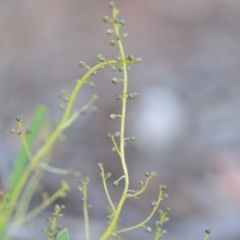 Lomandra filiformis subsp. coriacea at Wamboin, NSW - 18 Oct 2020