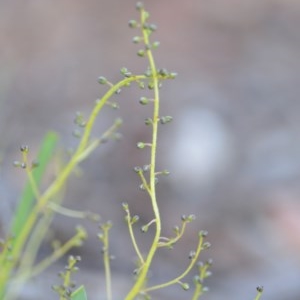 Lomandra filiformis subsp. coriacea at Wamboin, NSW - 18 Oct 2020