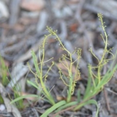 Lomandra filiformis subsp. coriacea at Wamboin, NSW - 18 Oct 2020 09:47 PM