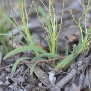 Lomandra filiformis subsp. coriacea at Wamboin, NSW - 18 Oct 2020 09:47 PM