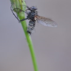 Entomophthora sp. (genus) at Wamboin, NSW - 18 Oct 2020