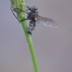 Entomophthora sp. (genus) at Wamboin, NSW - 18 Oct 2020